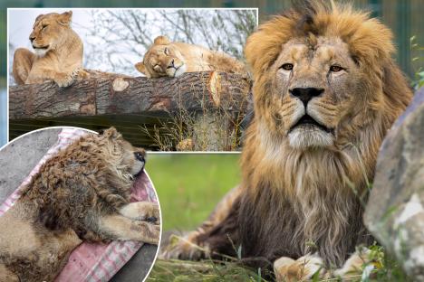 Inside dramatic rescue of traumatised caged lions from Ukraine – including moment they touched grass for the first time