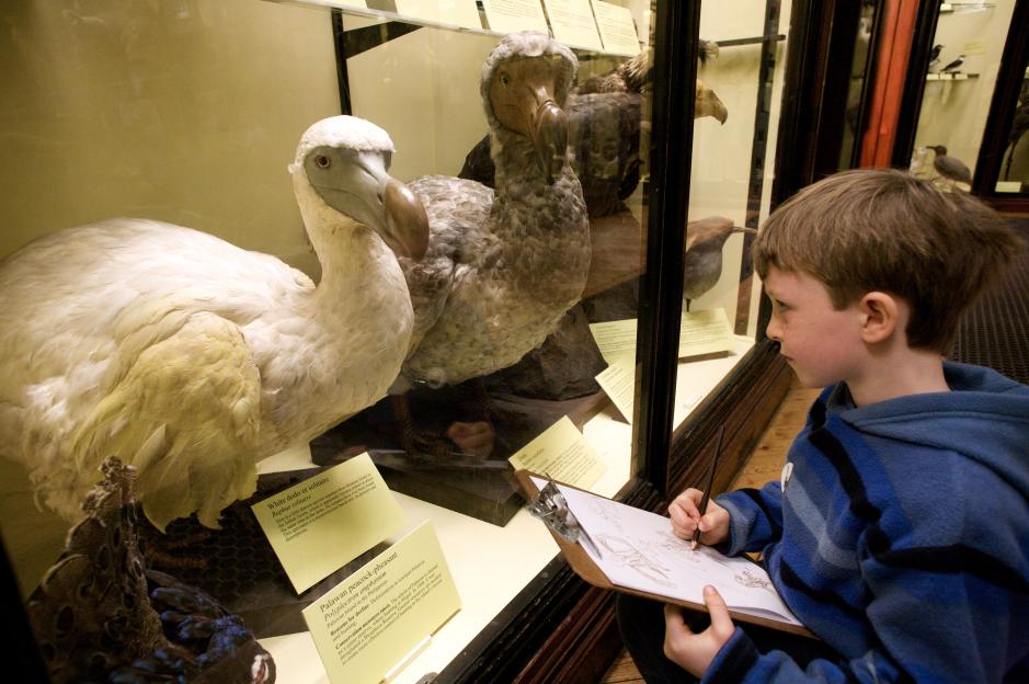 Child drawing dodos in a museum display case.