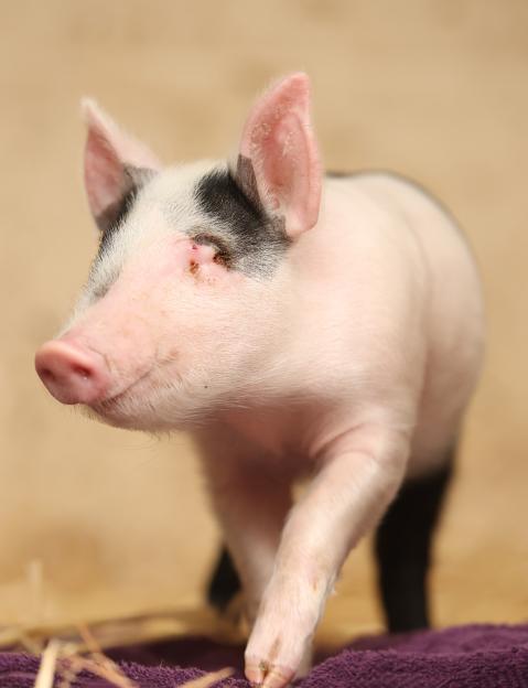 Benny the blind piglet with closed eyelids, pink skin, black markings on its head, and a purple towel at its feet.