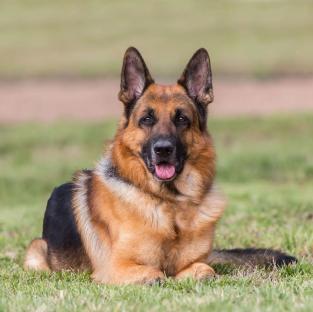 Man killed, another injured over alleged dog theft in Bauchi
