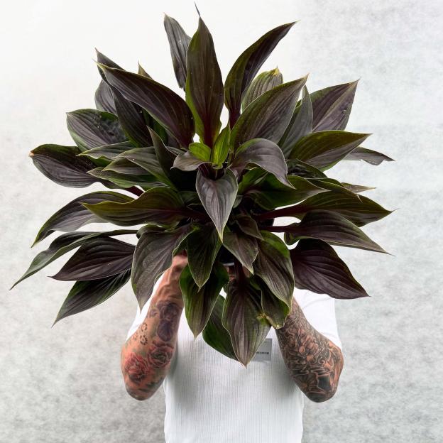 Person holding a dark-leaved plant in front of their face.