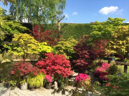 Japanese maple trees are at risk of rotting & ‘spring damage’ right now, gardeners warn, here’s how to protect them