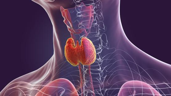 Illustration of a healthy thyroid gland.