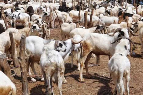 Livestock traders warn of shortage, soaring prices due to Niger border restrictions