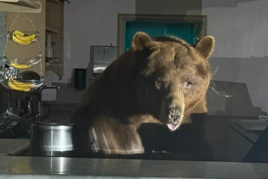 Shocking pictures of moment huge bear breaks into ice cream parlor in search of certain flavor leaving onlookers stunned
