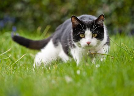 Black and white cat in the grass.