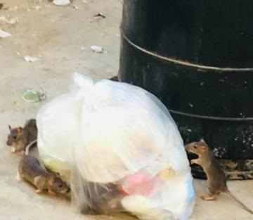 Three rats near a trash bag and garbage can.