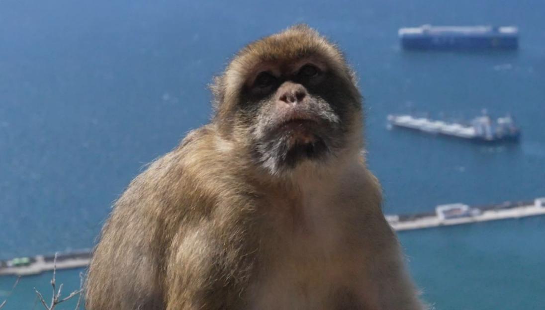 Monkey looking at the camera with the sea and ships in the background.