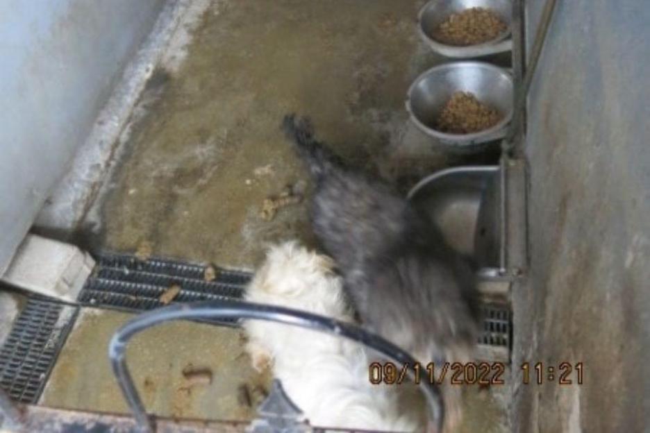 Two dogs in a dirty pen with food bowls.