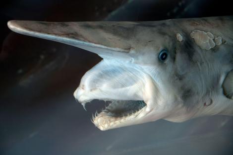 Close-up of a preserved goblin shark.