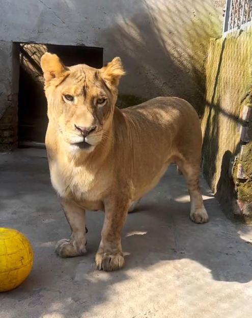 Corgi the Lion Playing
