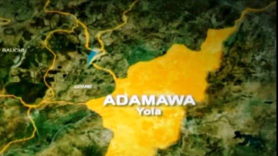 Adamawa on high alert as rabies cases surge