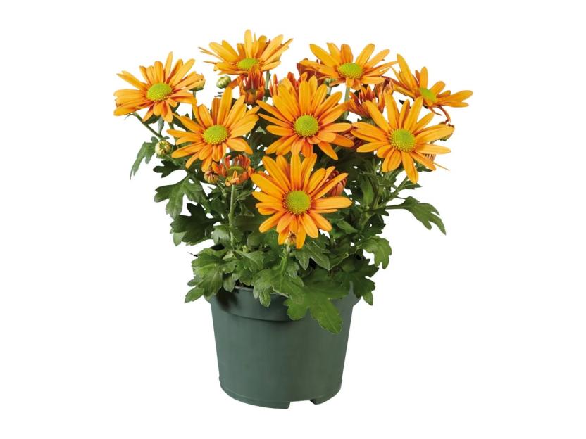 Potted orange chrysanthemum.