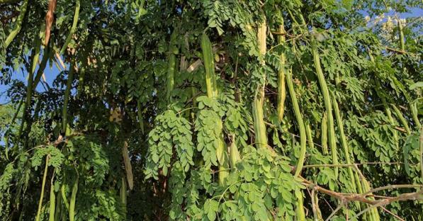 ‘One seed of moringa more powerful than AK-47’ – Ex-Health Minister, Hagher