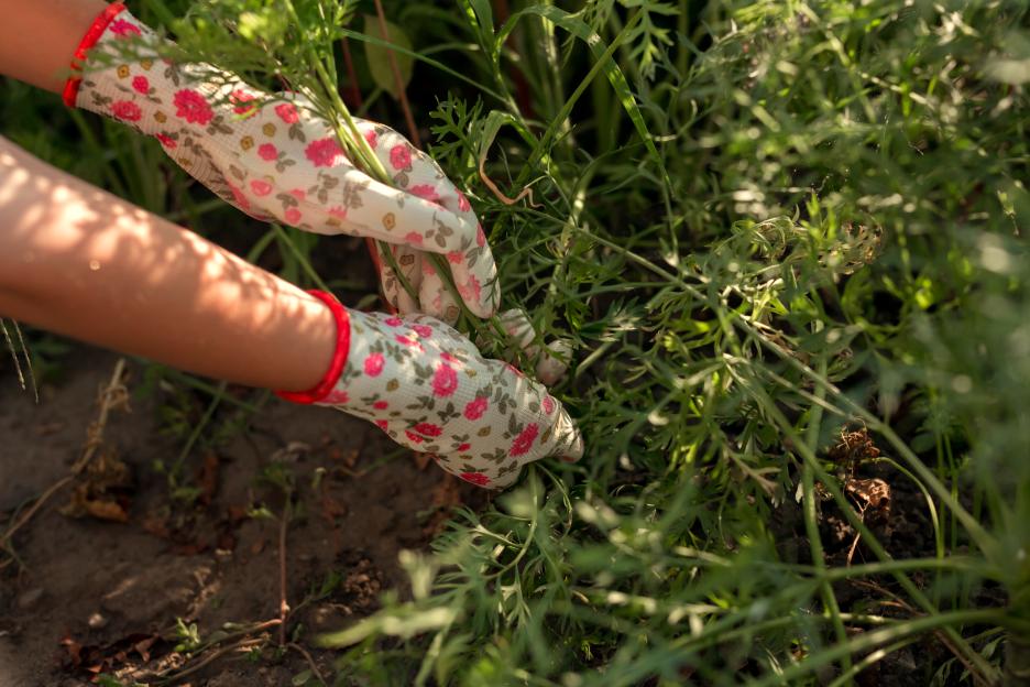 Eliminate Weeds from Cracks with This Easy DIY Solution!