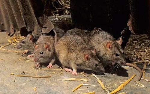 Kano confirms Lassa fever case, begins rat eradication campaign