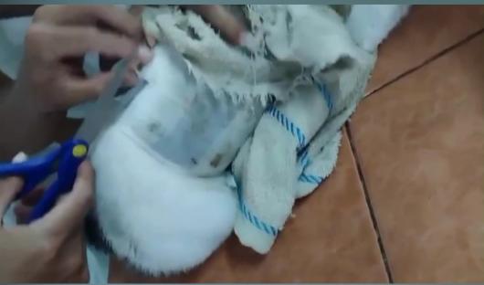 Guards removing drugs taped to a kitten's body.