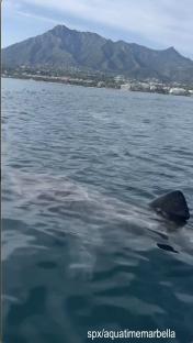 A 12-meter basking shark swimming near the beaches of Marbella.