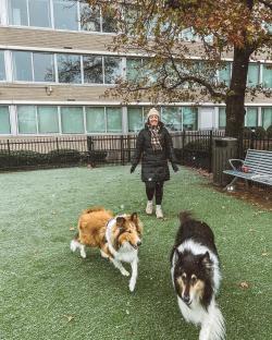 Woman with two collies in snowy dog park.