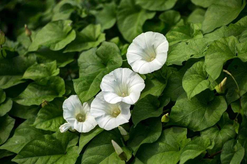 Bindweed taking over your garden? The little-known use for the pesky weed that can help your other flowers thrive