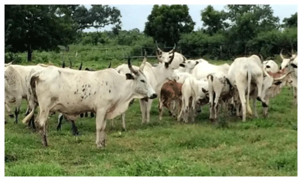 Yobe Emir bans open grazing at night