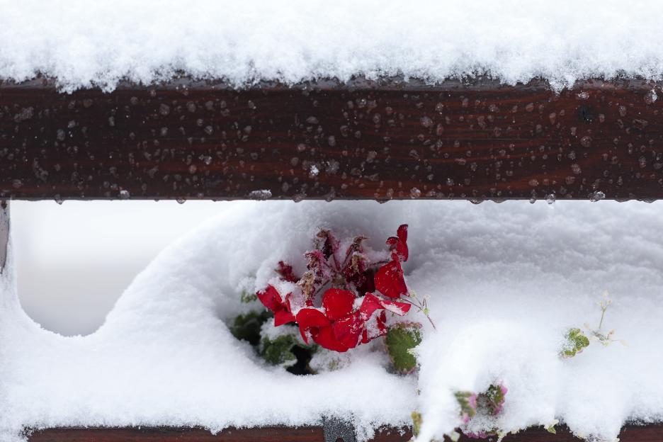 Red flowers covered in snow on a wooden railing.