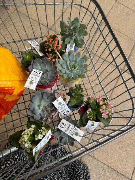 Shopping cart filled with succulents and small flowering plants on sale.