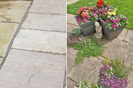 I couldn’t afford a new patio, so used a 10p hack to transform it with flowers – it’s so colourful & stops weeds growing