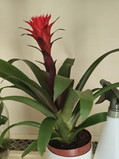 Red bromeliad in a pot.