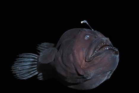 Deep-sea anglerfish (Diceratias pileatus).