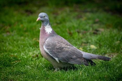 Pigeons will fly away from your garden thanks to a 79p buy from The Range – this hack will deter ‘bully breed’ for good