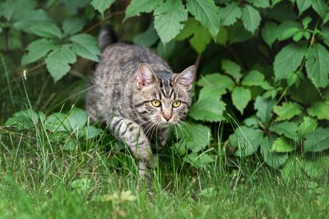 Tabby cat stalking through grass.