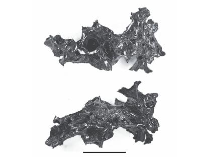 Vitrified human brain tissue from Herculaneum.