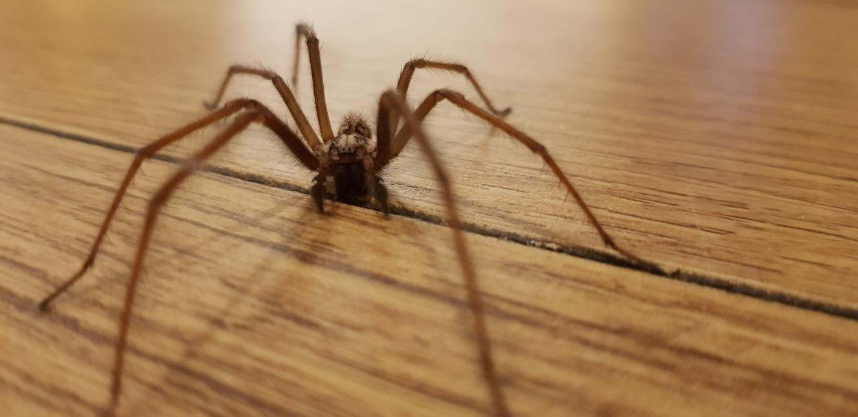 Boil 30p kitchen staple to stop spiders creeping in your home this September – as TARANTULAS spotted in UK