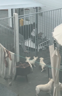 Person tending to dogs in a fenced backyard.