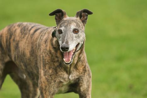 Boy, 8, and man savaged by ‘greyhound’ at park in horror attack sparking urgent police hunt for owner