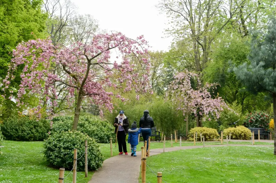 A family of three walking on a paved path in a park with cherry blossom trees and green bushes.