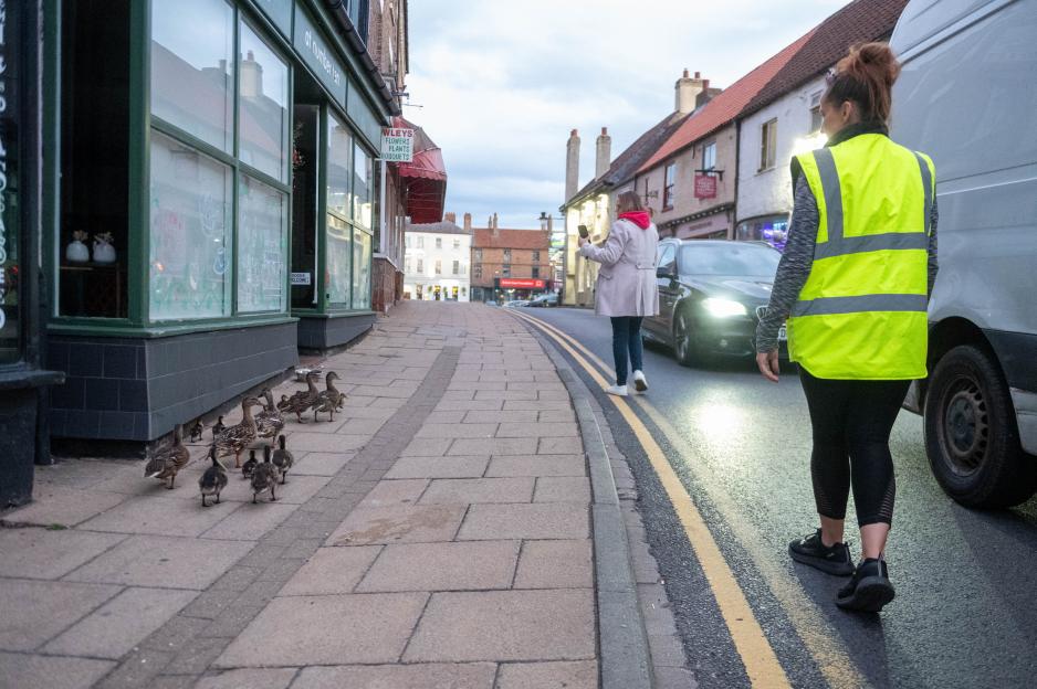 Duck wardens guiding a group of ducks across a road.