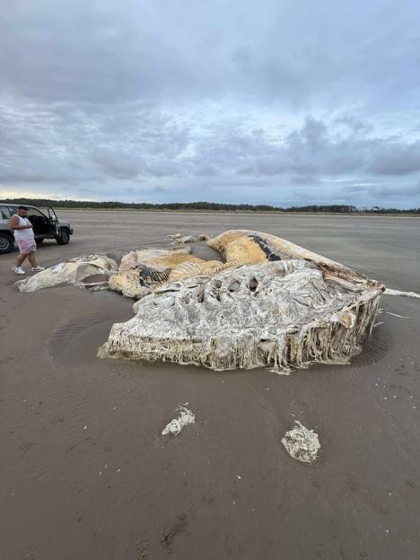 Large whale carcass on a beach.