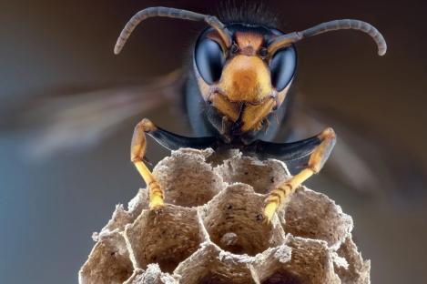 Chilling Asian Hornet warning as 1st nest of killer insect embryos found in UK this year