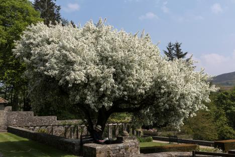 Person reading under a blooming tree in a garden.
