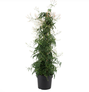 Jasmine plant in a black pot.