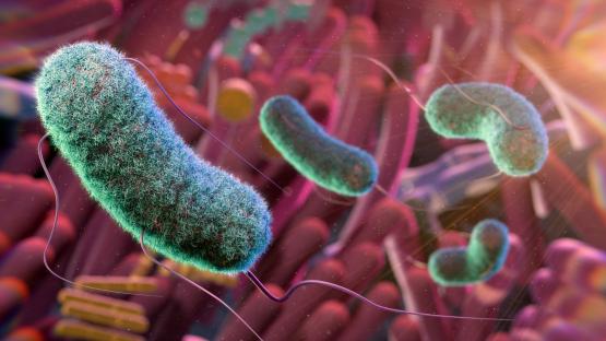 Illustration of gut microbiome bacteria.
