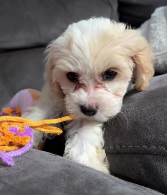 We only left our dog for 10 minutes & she died – here’s the common mistake we made, please learn from it