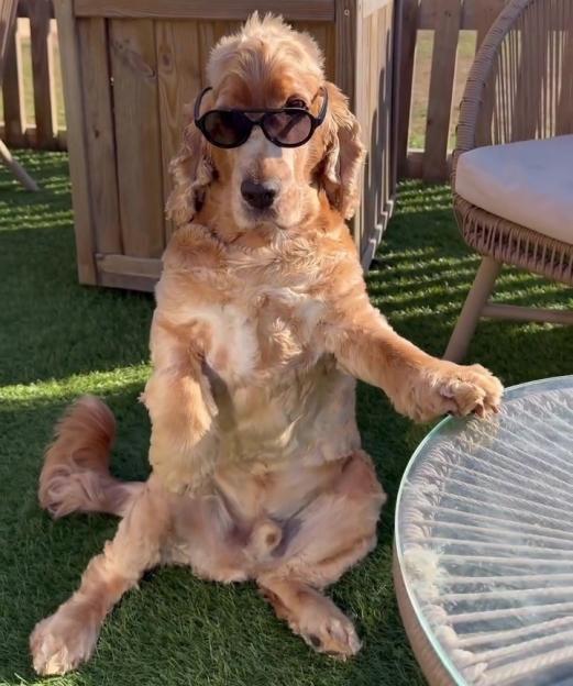 Dog wearing sunglasses sits at a small table outdoors.