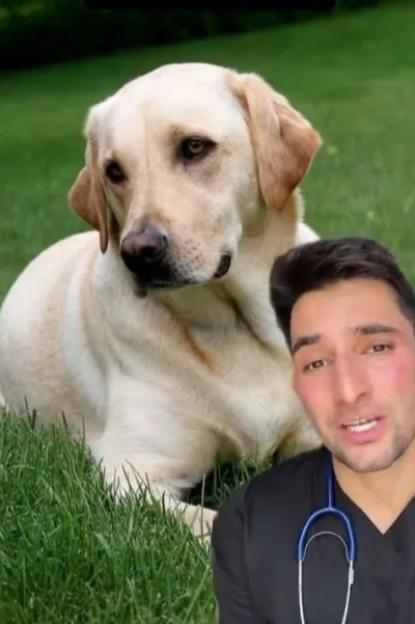 A collage featuring a yellow Labrador Retriever resting in green grass and a veterinarian in scrubs and a stethoscope speaking.