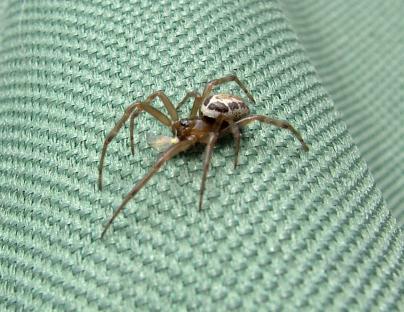 Noble false widow spider on green fabric.