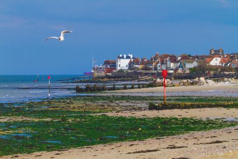 Seaview, Isle of Wight coastline with houses and a seagull.