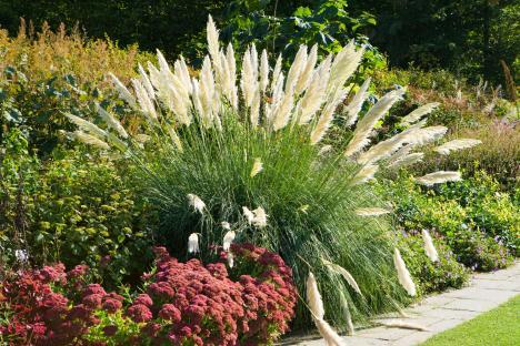 Pampas grass in a garden.