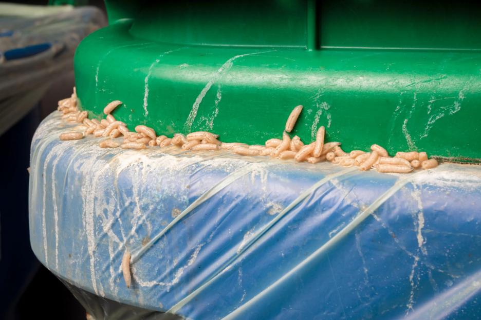 Cleaning expert reveals how to keep maggots out of your bin in warm weather & the trick that instantly kills them 